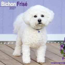 Calendrier Bichon Frisé 2027