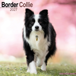 Calendrier Border Collie 2027