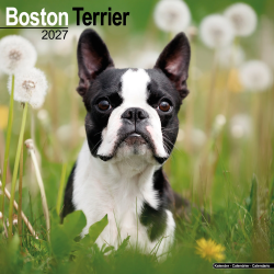 Calendrier Boston Terrier 2027