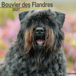 Calendrier Bouvier des Flandres 2027