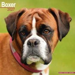 Calendrier Boxer 2027