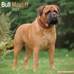 Calendrier Bull Mastiff 2027