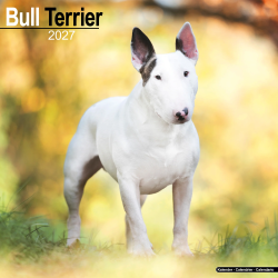 Calendrier Bull Terrier 2027