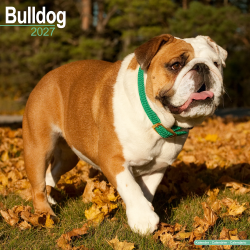 Calendrier Bulldog 2027
