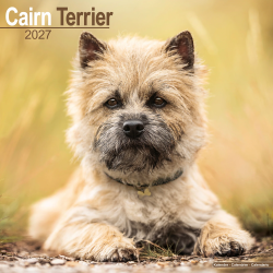 Calendrier Cairn Terrier 2027