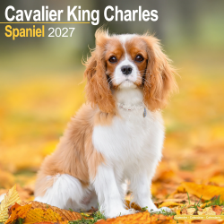 Calendrier Cavalier King Charles 2027