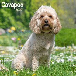 Calendrier Cavapoo 2027