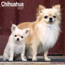 Calendrier Chihuahua 2027