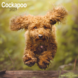 Calendrier Cockapoo 2027