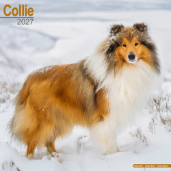 Calendrier Collie 2027